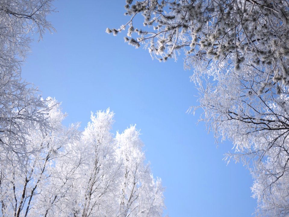 White Leaf Tree On Low View Angle Image