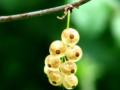 Yellow Round Small Fruit photo