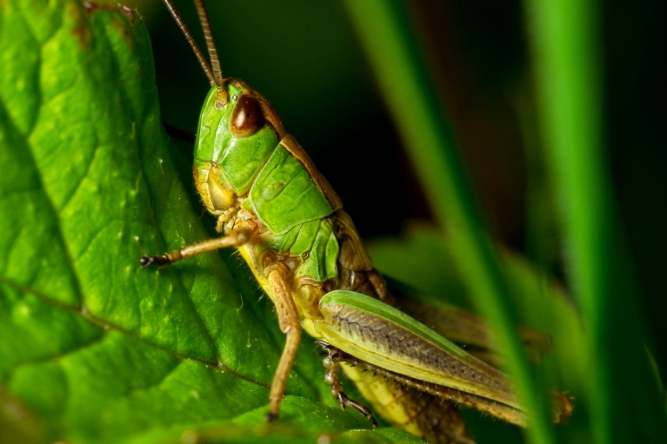 Grasshopper Green And Yellow