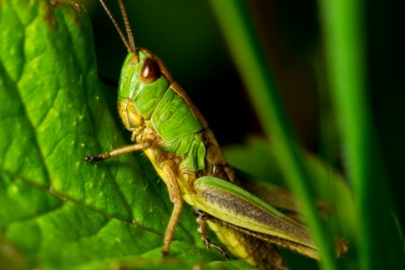 Grasshopper Green And Yellow