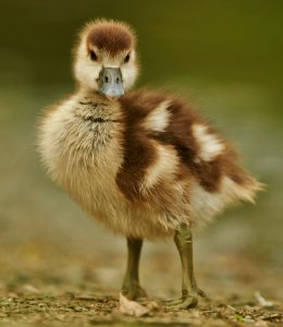 Young Duckling photo