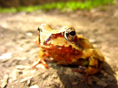 Macro Shot Of Yellow And Brown Frog On Gray Asphalt Road During Daytime photo