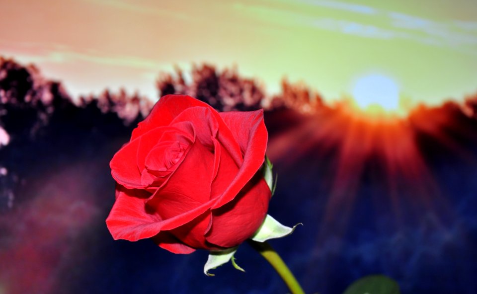 Red Petal Rose During Sunset