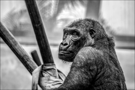 Gray Scale Photo Of Black Ape photo