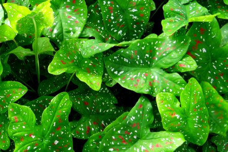Green Heart Shaped Leaf Plant