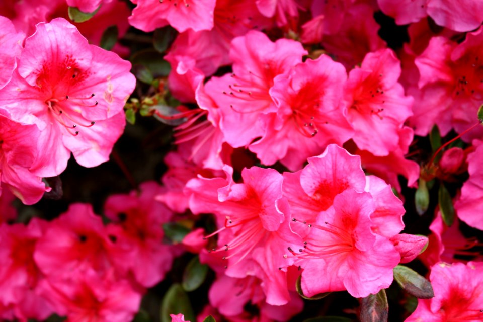 Pink Hibiscus Flower