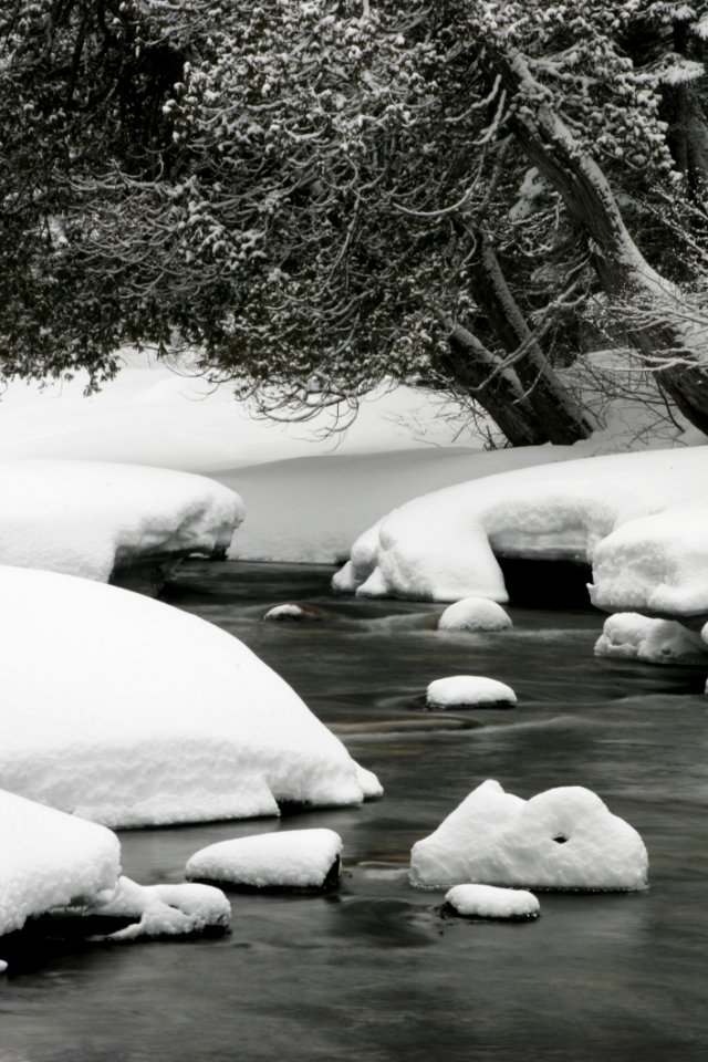 River Beside Snow Coated Tree