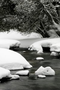 River Beside Snow Coated Tree