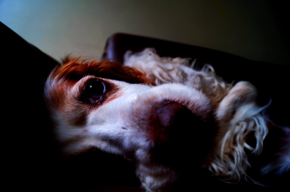 White And Tan English Cocker Spaniel photo