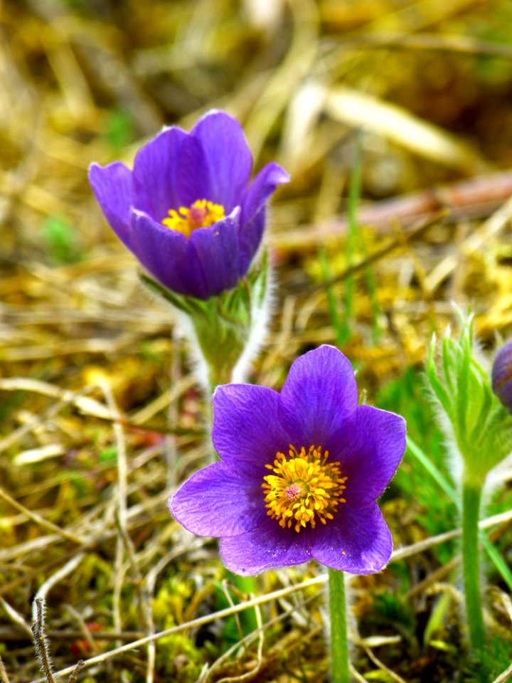 2 Purple Flowers photo