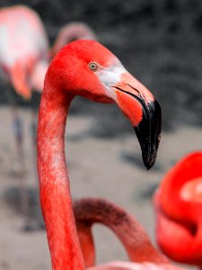 Red Flamingo photo