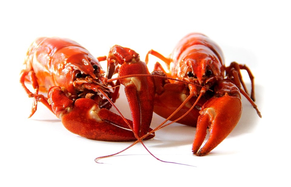 Orange Freshwater Lobsters