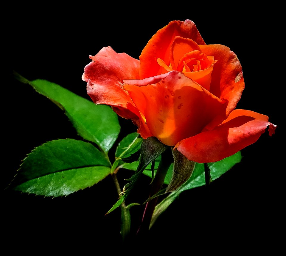 Red Rose