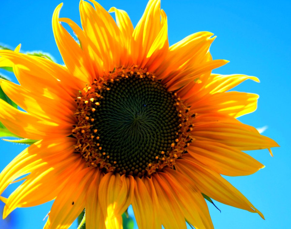 Yellow Multi Petaled Flower Closeup Photography Under Blue Sky During Daytime
