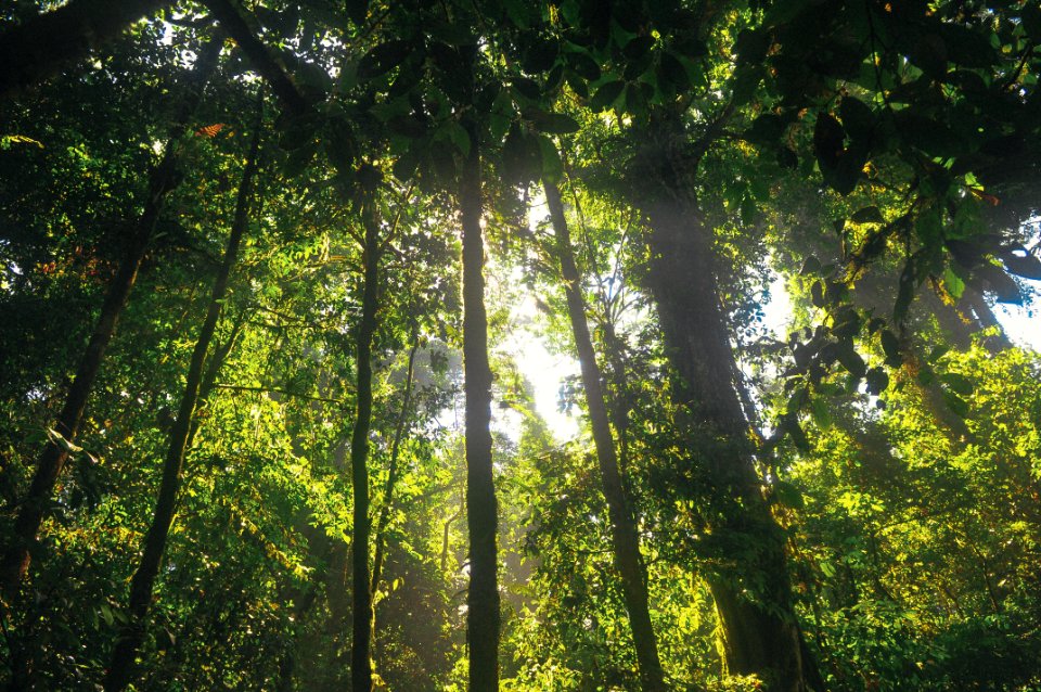 Green Forest