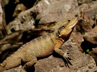 Brown Crest Water Dragon Australia