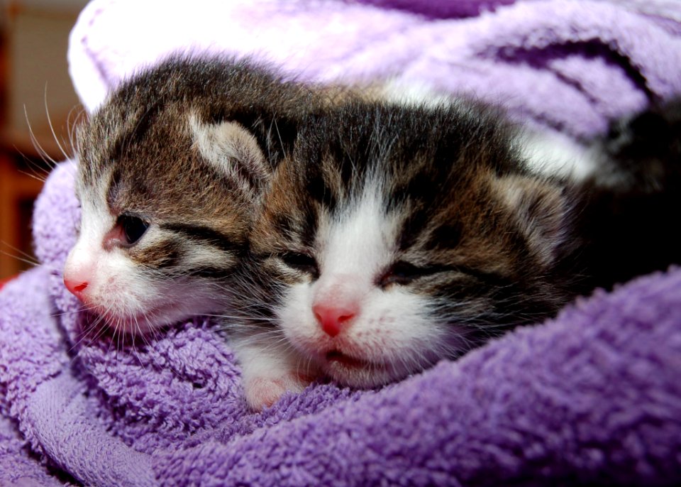 Black Brown And White Kittens In Purple Towel