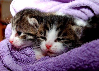 Black Brown And White Kittens In Purple Towel