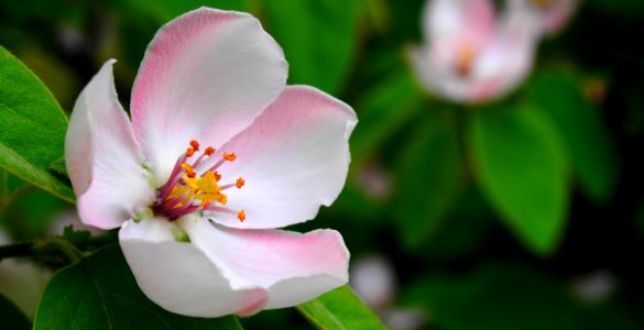 Apple Blossom Closeup photo