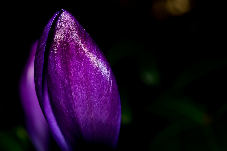 Photo Of Purple Petaled Flower