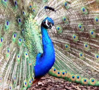 Blue Peacock