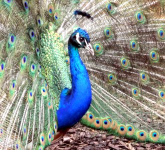 Blue Peacock photo