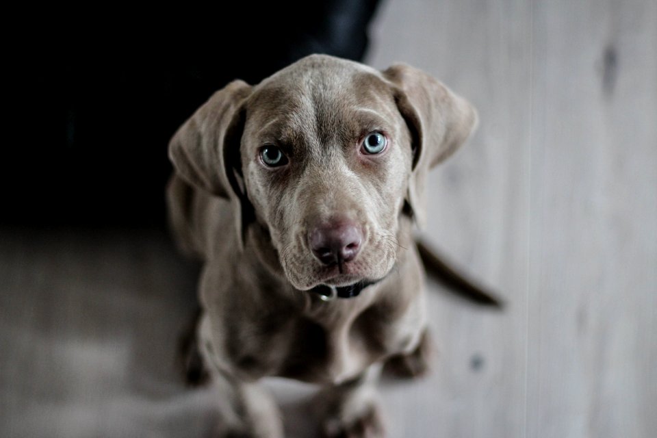 Black Short Coat Medium Dog On Floor