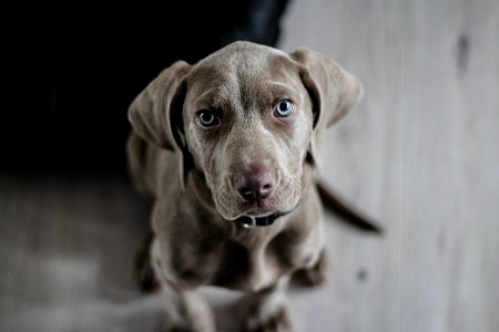 Black Short Coat Medium Dog On Floor photo