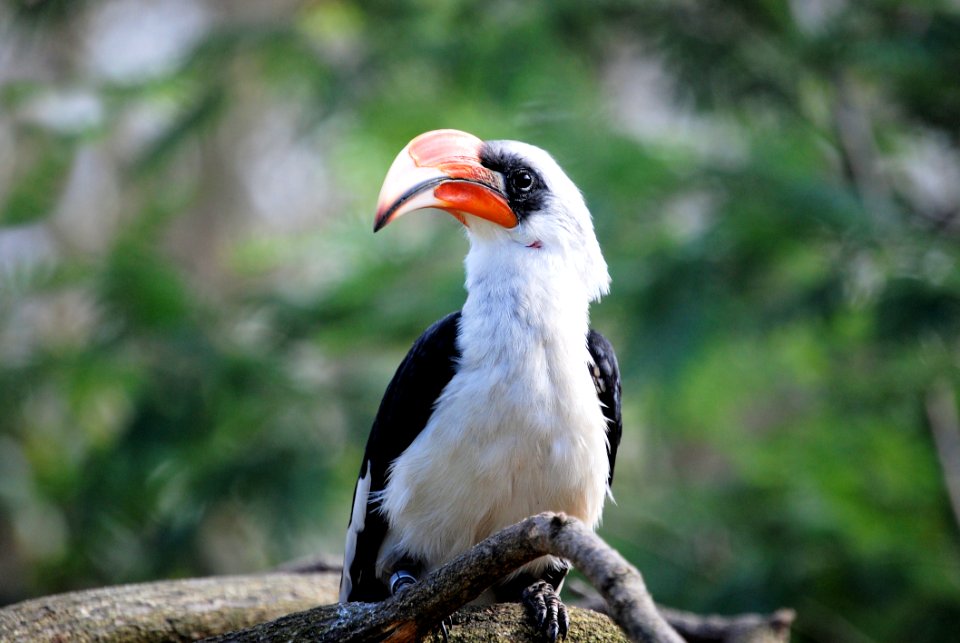 Portrait Of Hornbill On Branch