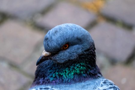 Grey Green Bird Close Up Photo
