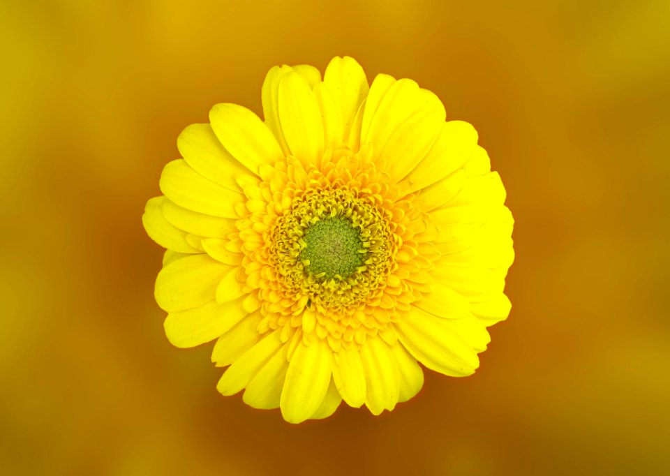 Yellow Daisy In Macro Shot photo