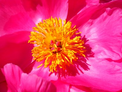 Pink And Yellow Flower photo