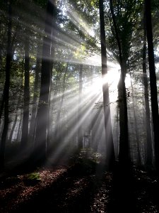 Green Tree Behind Sun Light photo