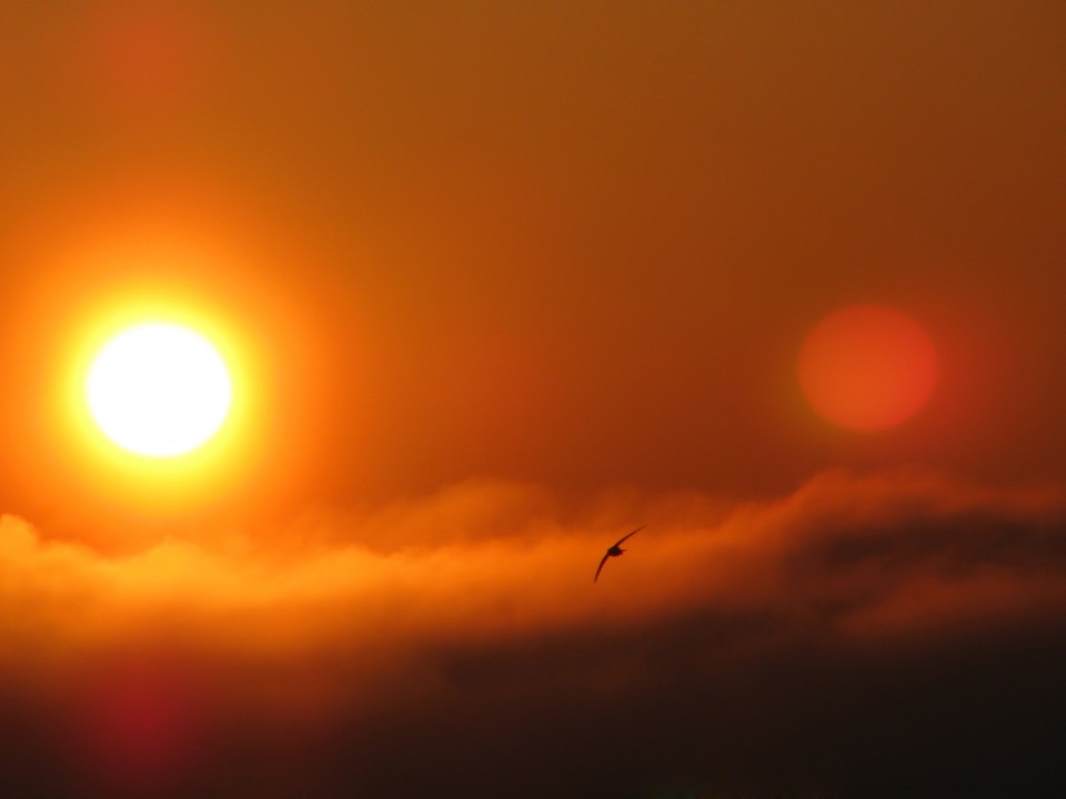 Bird morning colorful