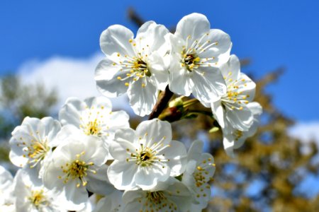 Close Up Photo Of White Flower photo