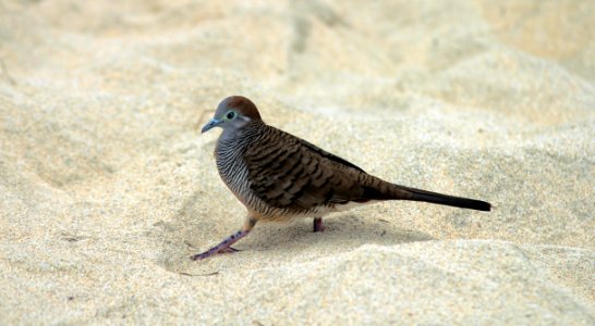Gray And Black Bird On White Sand During Daytime