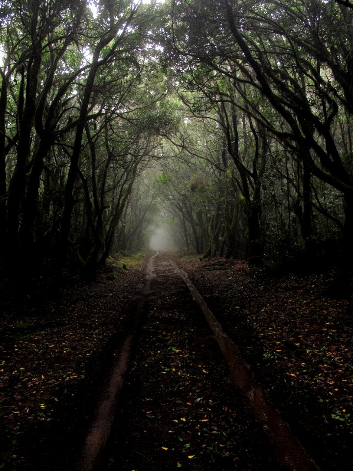 Brown Dirt Ground Pathway In Between Tall Tress At Daytime