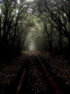 Brown Dirt Ground Pathway In Between Tall Tress At Daytime