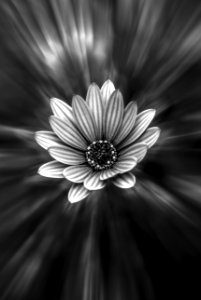 Black And White Daisy-like Flower photo