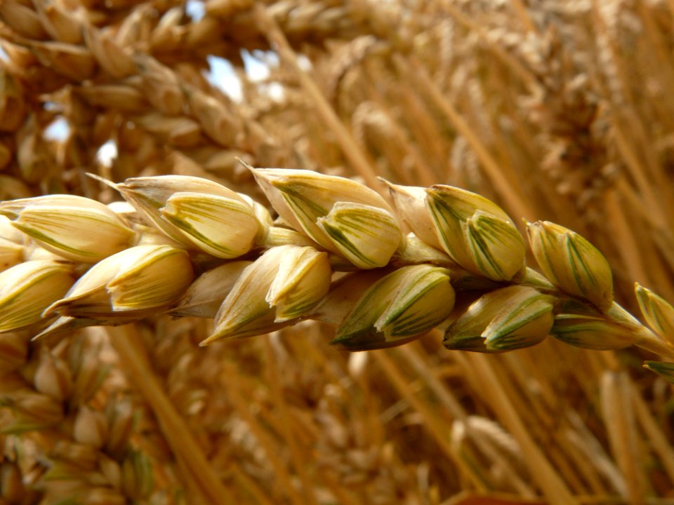 Brown Image In The Field