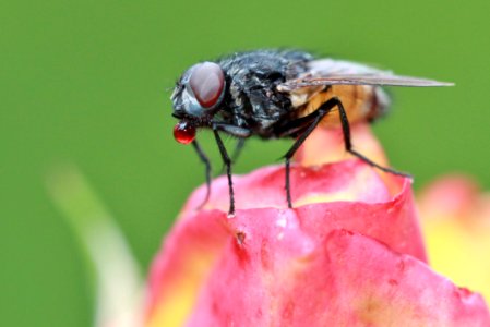 Fly On Rose Bud