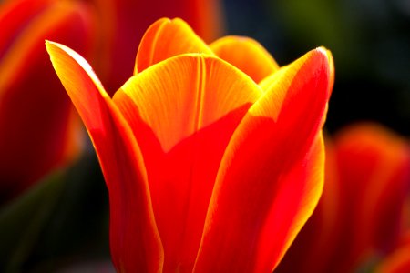 Vibrant Orange And Yellow Colored Tulip photo