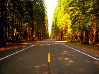 Road Through Forest