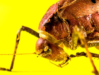 Brown Grasshopper photo