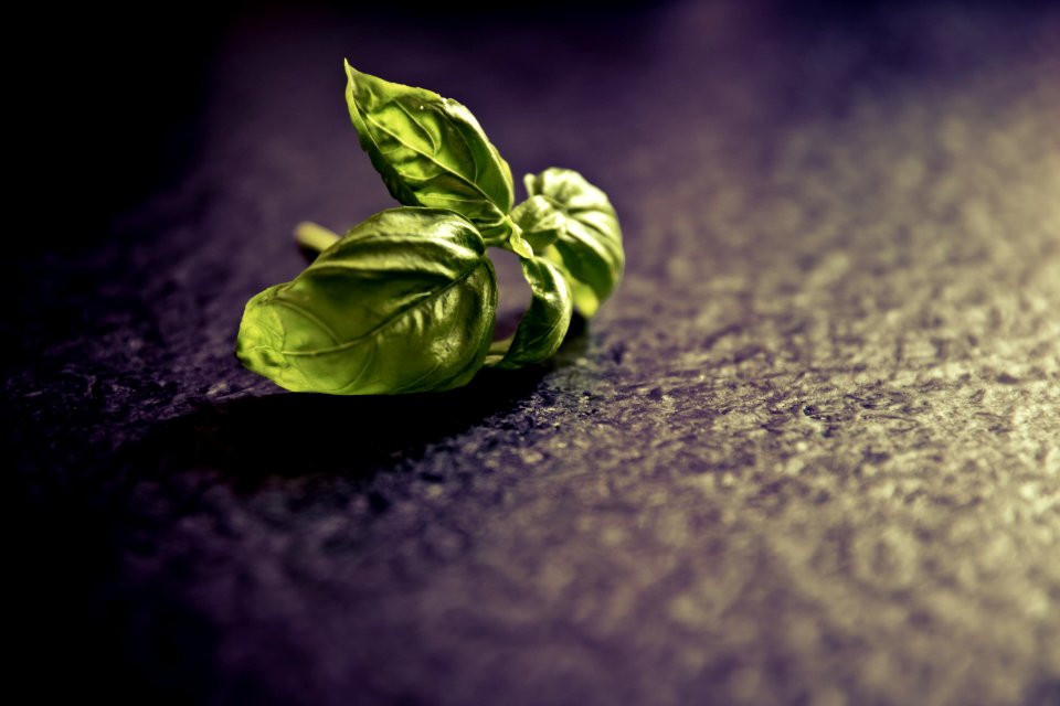 Green Leaf On Black Ground
