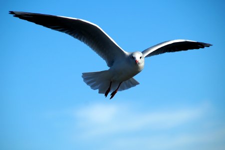 Seagull On Sky
