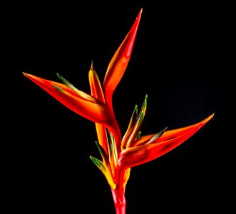 Red Leaf Plant