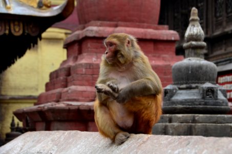 Brown Monkey Sitting On The Cement