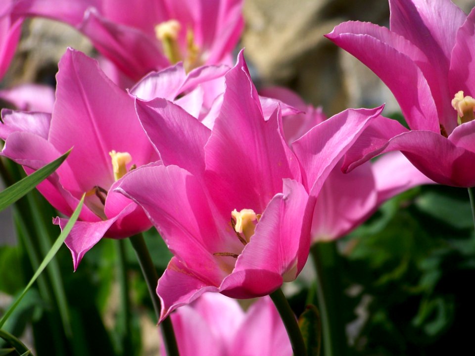 Pink Outdoor Flowers