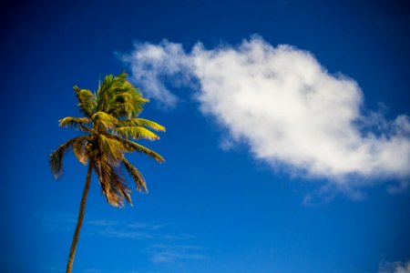 Palm Tree Against Blue Skies photo